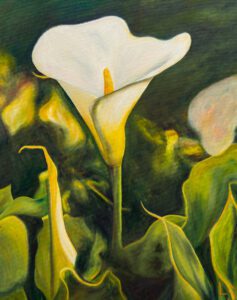 Big Sur Calla Lily Oil on Canvas 24" X 36"
